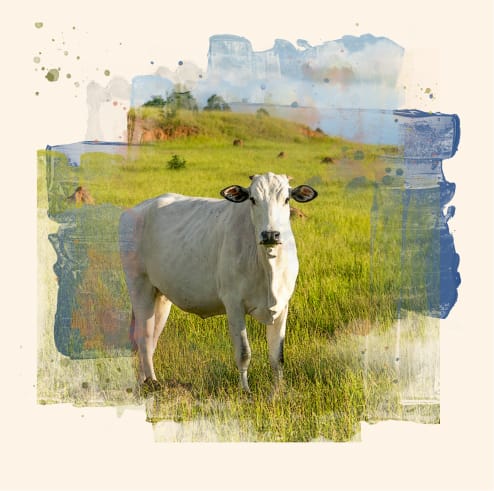 Image of a desi cow.