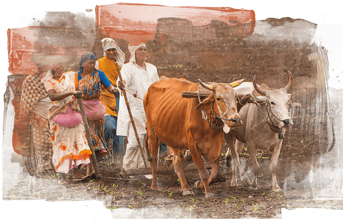 Banner image of farmers ploughing with desi cows.