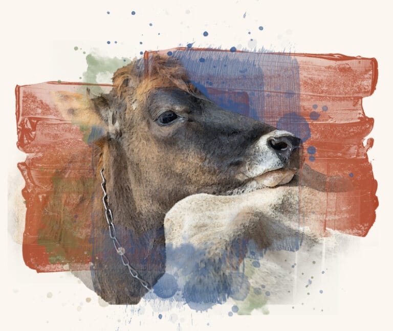 Image of a desi cow.