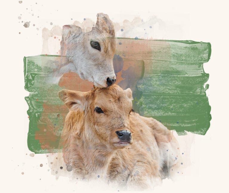 Image of two desi Calves.