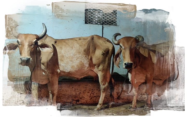 Desi cows in the shed.