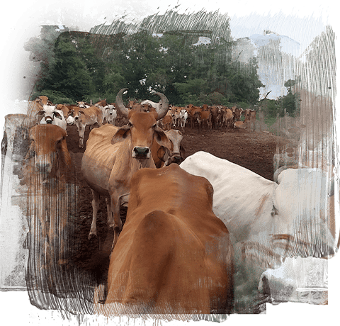 Banner image showing a herd of desi cows gazing in the field.