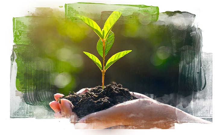 A person holding a sapling.