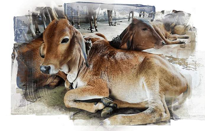 Banner image of desi calves in the shed.