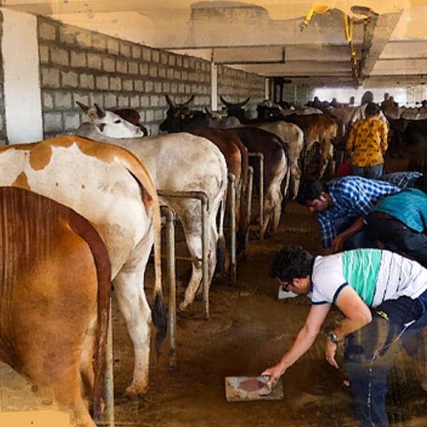 Desi cows in the shed at GoPals.