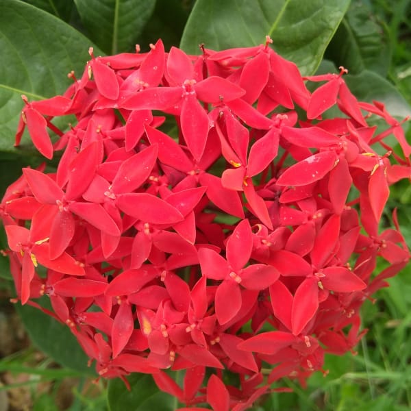 A news article about GoPals in Kannada.