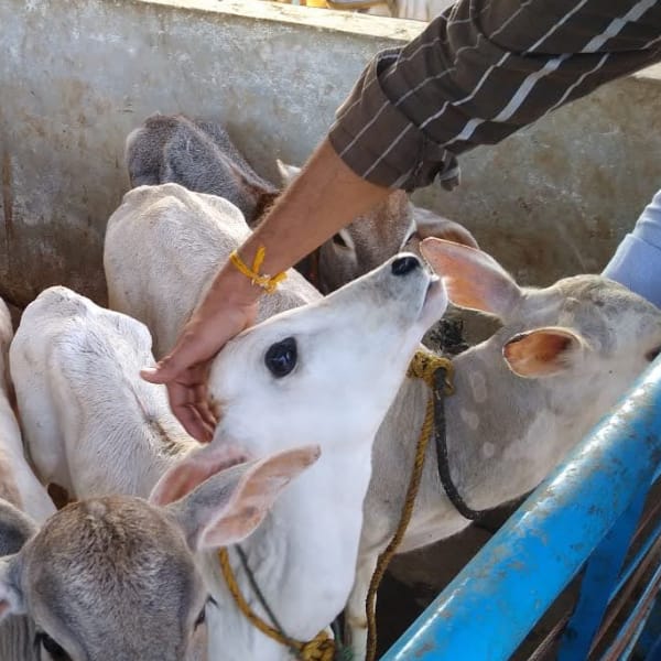 A group of desi calves.