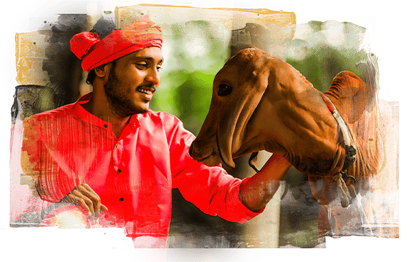 A male GoPal volunteer taking care of a desi cow.