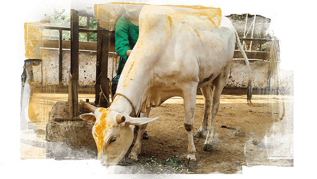 A female volunteer feeding a desi cow.