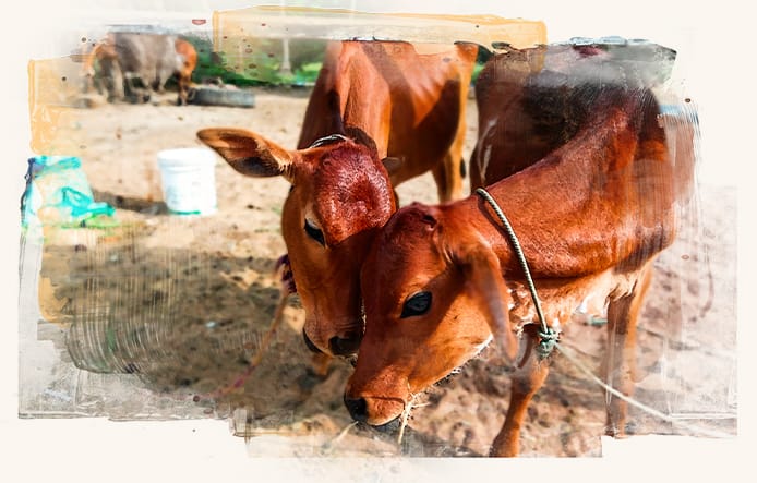 Banner image of desi calves.