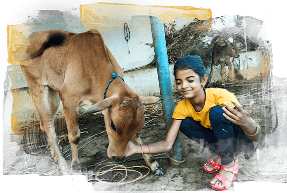 A female GoPal volunteer with a desi calf.