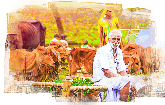 A farmer amidst desi cows.