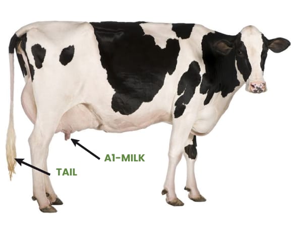 Image of Bos Taurus ,a western breed.